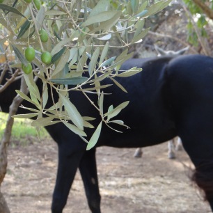 Olives and horse